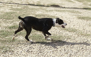 Hunting Dog running
