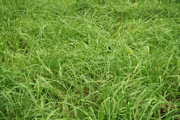 green tall grass closeup photo