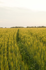 Obraz premium field of rye and sunny day