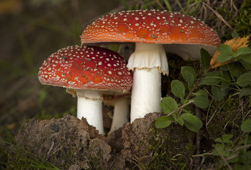 Amanita in autumn forest, poisonous mushrooms.
