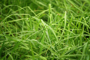 green tall grass closeup photo