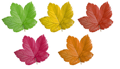 Autumn leaves on white background
