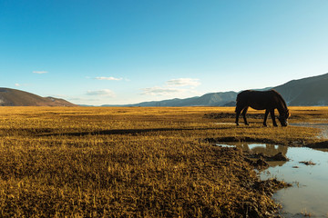 Horse grazing on pasture in Napa Lake located at Shangri-La (Zhongdian), Yunnan, China.