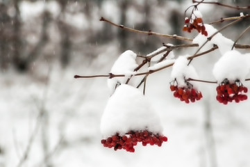 Red bunches of rowan in the snow in winter