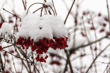 Red bunches of rowan in the snow in winter