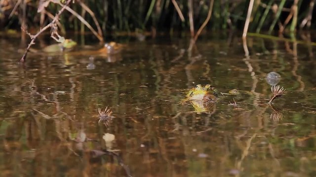 Ranas en ceremonia de apareamiento