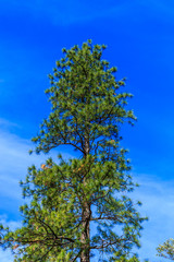 Treetop