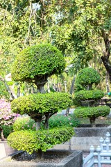 Fototapeta na wymiar Exquisite bushes in the garden 