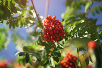 ashberry on rowan tree in a sunny autumn day