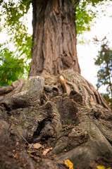 The roots of the old tree closeup