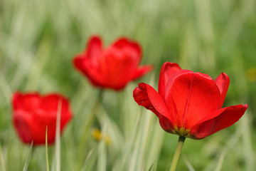 Fototapeta na wymiar Blooming tulips.