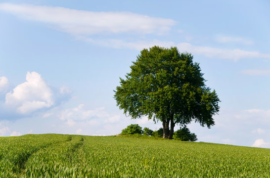 Fototapeta Alone tree in the field of wheat in early summer