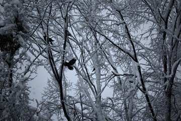 Raven in the branches