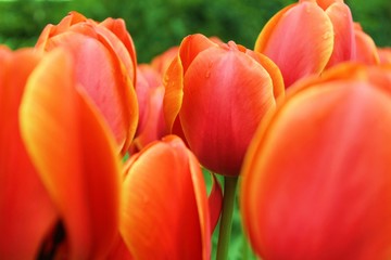 Dewy Tulips