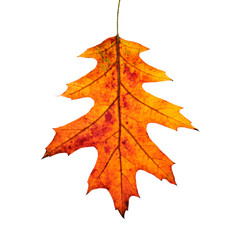 Fototapeta premium Close-up of autumn Oak leaf on white background.