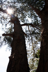 sun shining through the branches of a tree in Sabah (Borneo), Malaysia
