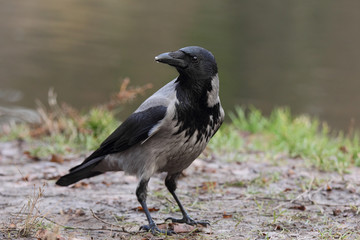 Hooded Сrow (Corvus cornix)