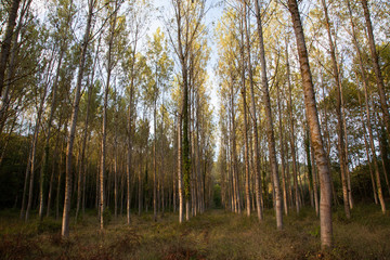 Bosque