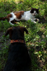 Pies i kot © fotodrobik