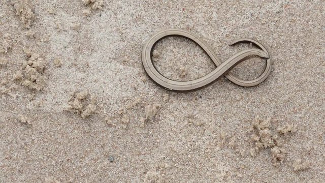 The Anguis fragilis or slow worm snake like limbless lizard on sandy beach