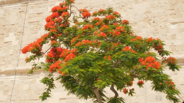 Red flowered tree of delonix regia, Malta, Valleta