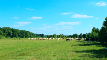 Fototapeta na wymiar cows graze in a pasture near the forest