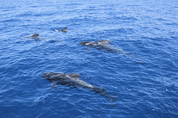 Wale Grindwale Pilotwale Zahnwale Delfine © Max40547