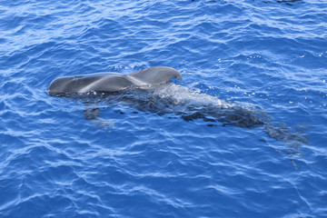 Obraz premium Wal Grindwal Pilotwal Zahnwal Delfin