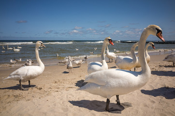 Beach swans