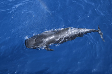 Wal Grindwal Pilotwal Zahnwal Delfin
