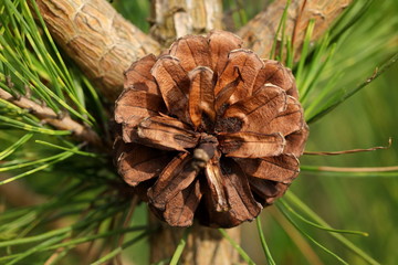 Sosna gęstokwiatowa © fotodrobik