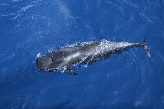 Wal Grindwal Pilotwal Zahnwal Delfin