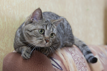 Кошка на диване