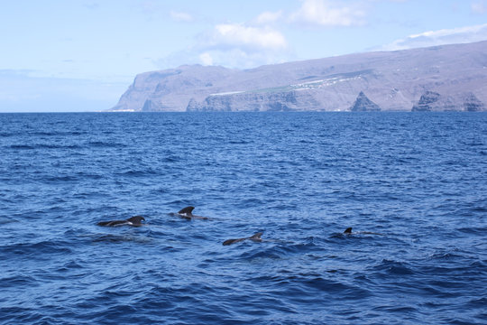 Wale Grindwale Pilotwale Zahnwale Delfine Kanaren