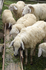 Naklejka premium Sheep in stable