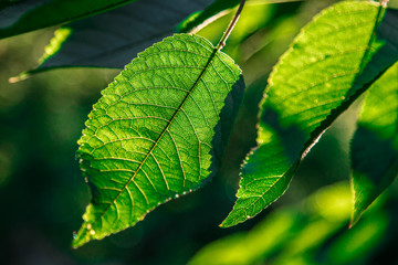 Kirschblätter im Abendlicht
