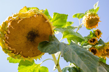 sunflowers from below