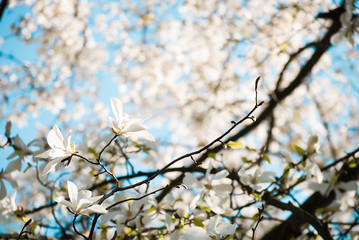 Charming white flowers of magnolia tree. Spring in Lviv, Ukraine