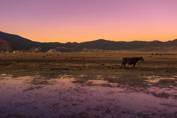 Fototapeta na wymiar Horse grazing on pasture in Napa Lake located at Shangri-La (Zhongdian), Yunnan, China.