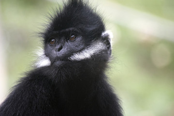 Francois Langur