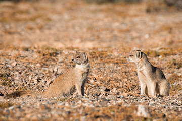 Two Yellow Mongoose