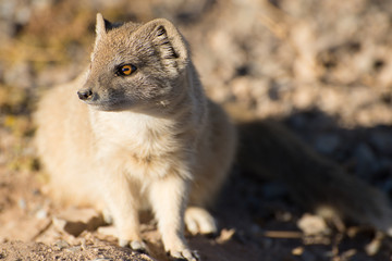 Portrait of a Yellow Mongoose