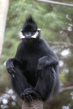 Francois Langur