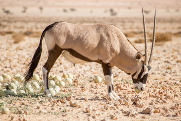 Oryx with Desert Melon in Mouth