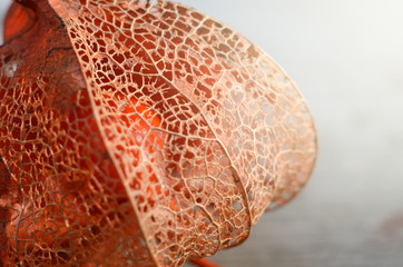 Macro shot of dry cape Gooseberry or Physalis. Autumn flower leaves texture. Seasonal background