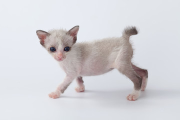 Fototapeta na wymiar cute kitty cat walking on white background