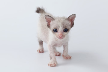 cute kitty cat walking on white background