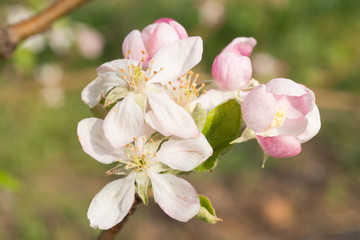 Apple Blossoms of White and Pink