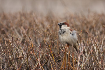 Sparrow sitting on the branches of the bushes