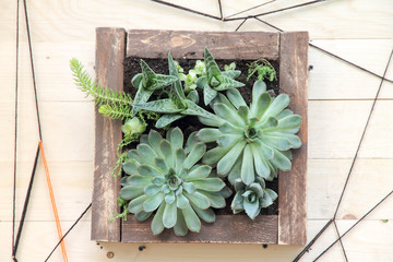 mini garden